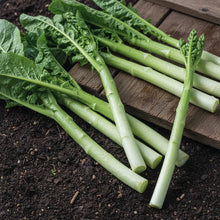 Asparagus Lettuce Seeds for Home Garden