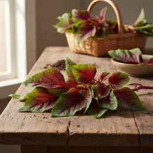 Early Splendour Amaranth Seeds for Home Garden