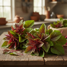 Pygmy Torch Amaranth Seeds