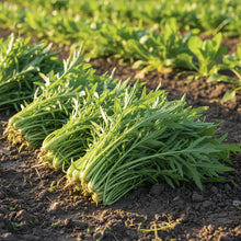 Mibuna Seeds for Planting