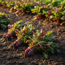 Mizuna Red Empire Seeds for Planting