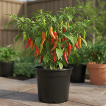 Trinidad Pimento Pepper Seeds for Planting – Flavorful Exotic Harvests