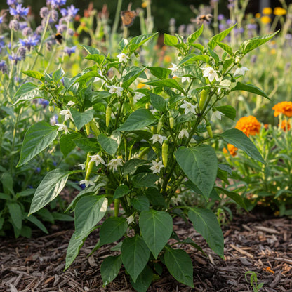 Sweet Banana Pepper Vegetable Seeds for Home Gardening