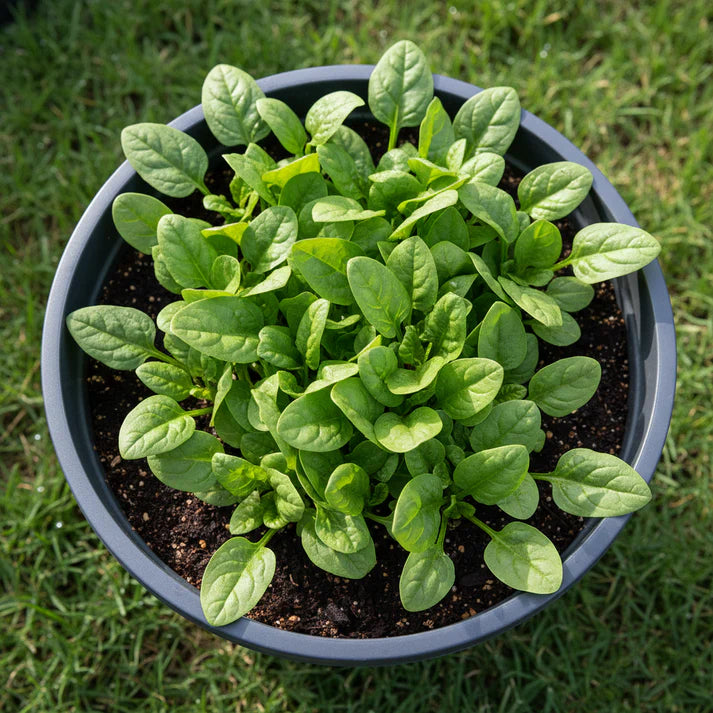 Spinach Medania Vegetable Seeds for Planting