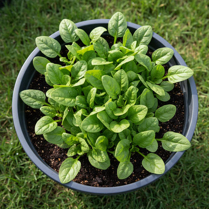 Spinach Medania Vegetable Seeds for Planting