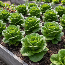Lettuce Matrioska Split Pills Seeds for Home Gardening