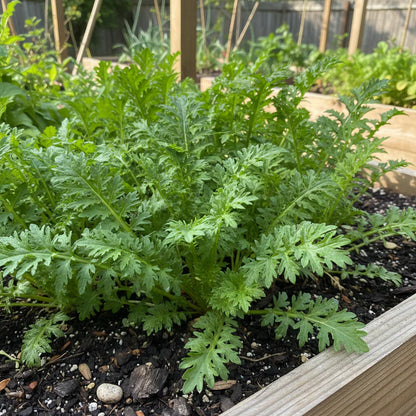 Mizuna Green Vegetable Seeds for Garden Planting