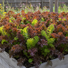 Mustard Red Lace Seeds for Garden Planting