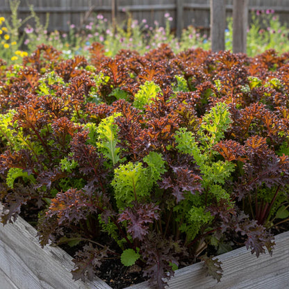 Mustard Red Lace Seeds for Garden Planting