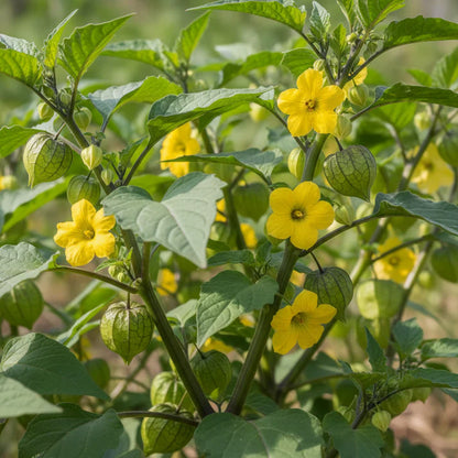 Purple Tomatillo Vegetable Seeds for Planting