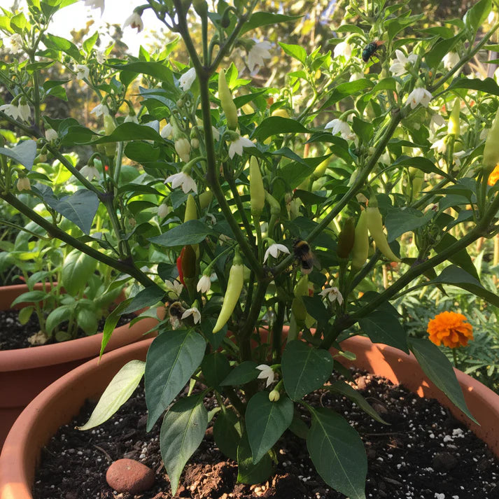 Red Hot Pepper Seeds for Home Gardening