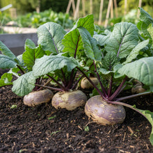 Swede Gowrie Vegetable Seeds for Garden Planting