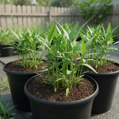 Kangkong Water Spinach Bamboo Leaf Seeds for Planting