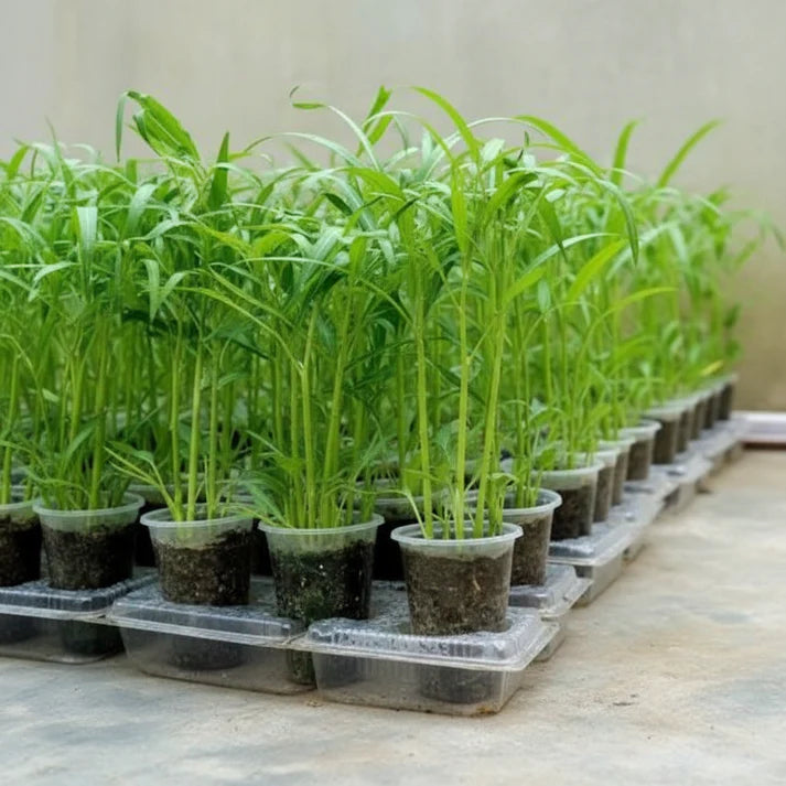 Kang Kong Vegetable Seeds for Planting