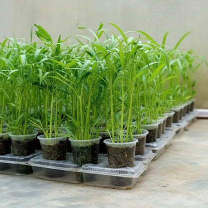 Kang Kong Vegetable Seeds for Planting