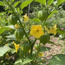 Yellow Tomatillo Vegetable Seeds for Planting
