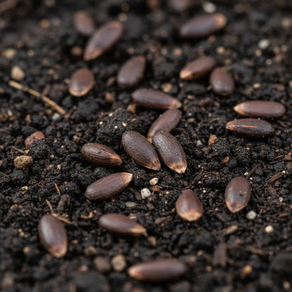 Purple Headed Artichoke Seeds for Planting