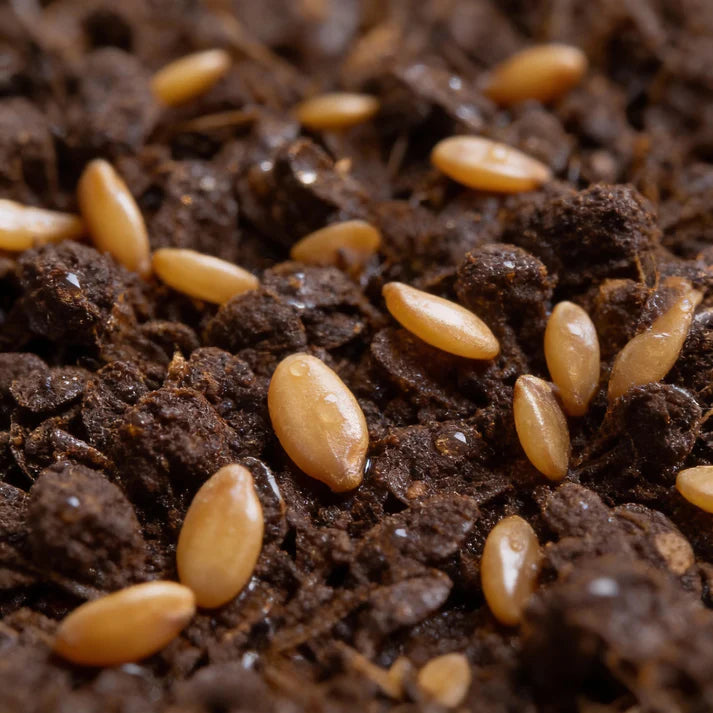Mache Corn Salad Lettuce Seeds