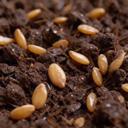 Mache Corn Salad Lettuce Seeds