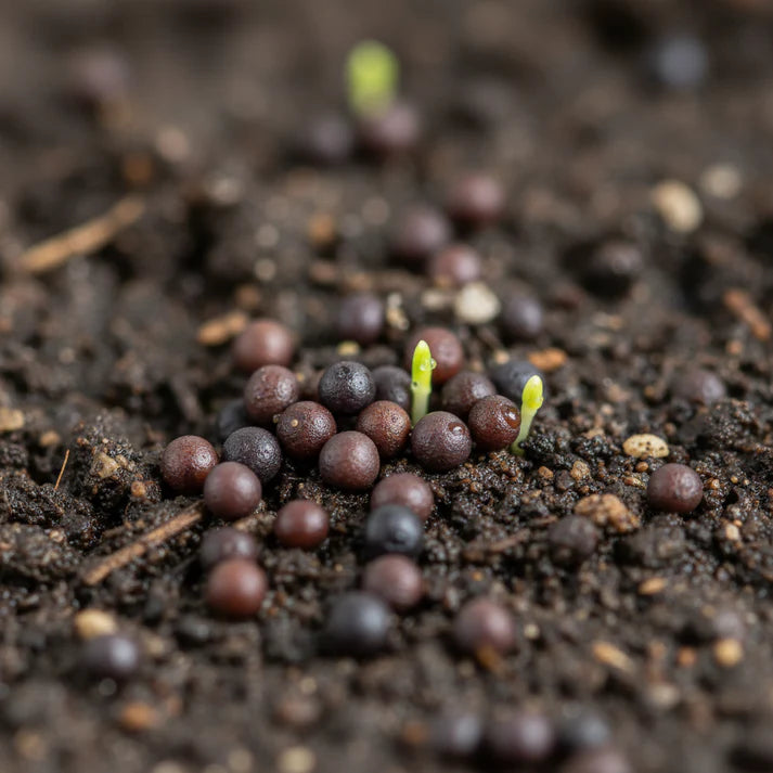 Salad Leaves Mustard Mix Seeds for Garden Planting