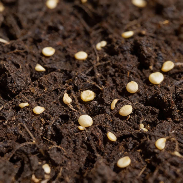 Chocolate Fatalii Pepper Seeds for Home Garden