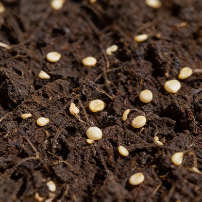 Chocolate Fatalii Pepper Seeds for Home Garden