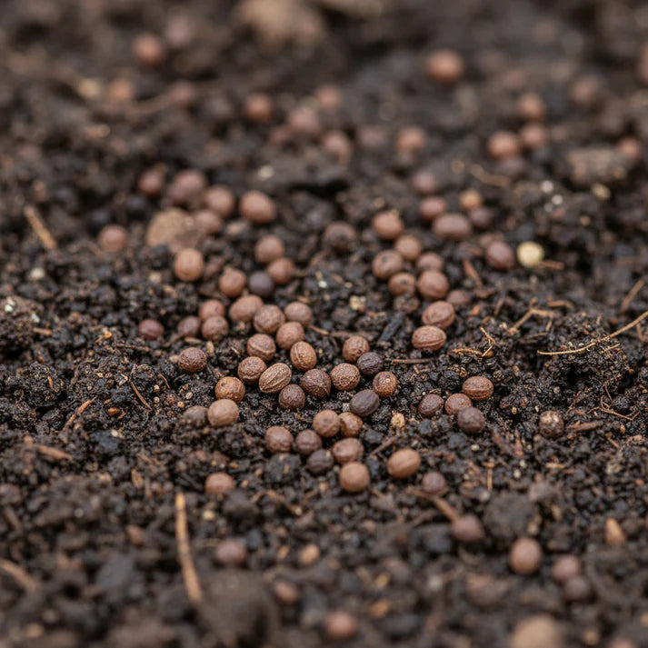 Watermelon Radish Seeds – Heirloom Garden Radish Variety
