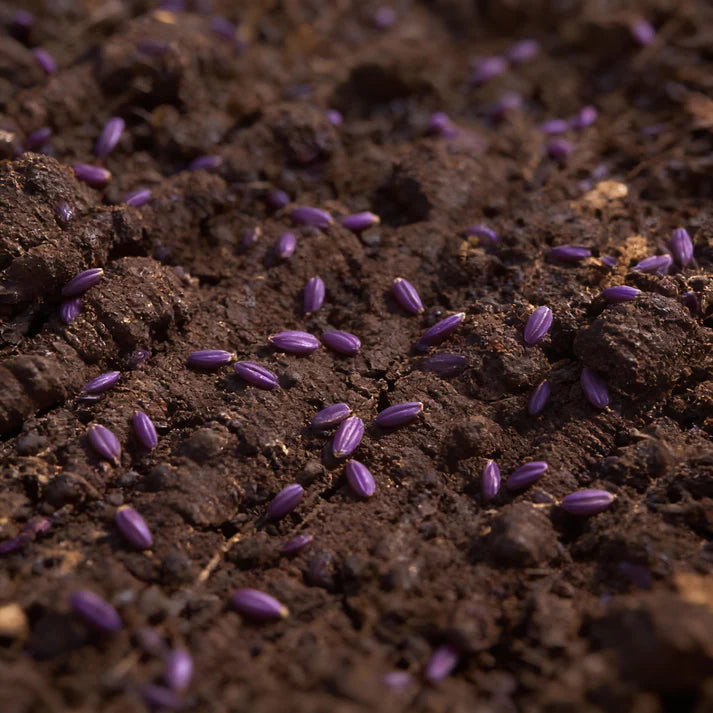 Pusa Asita Black Carrot Seeds – Deep Purple Carrot Variety