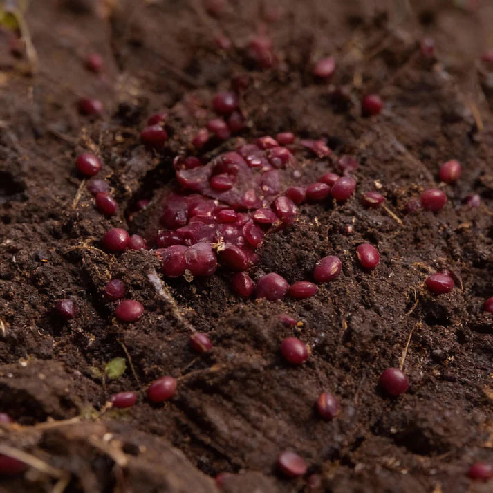 Red Drumhead Cabbage Seeds for Home Gardening