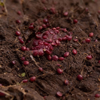 Red Drumhead Cabbage Seeds for Home Gardening