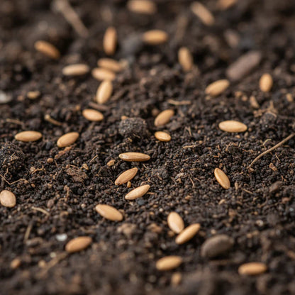 Chicory Catalogna Seeds for Planting (Puntarelle)