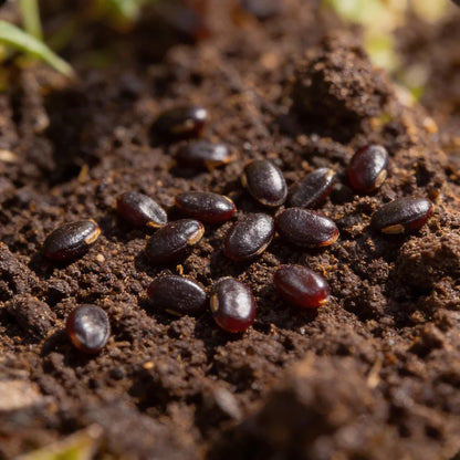 Black Cherry Tomato Seeds – Heirloom Cherry Tomato Seeds for Home Garden