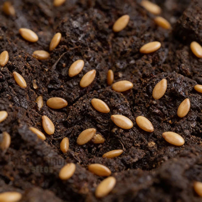 Freckles Lettuce Seeds for Home Garden