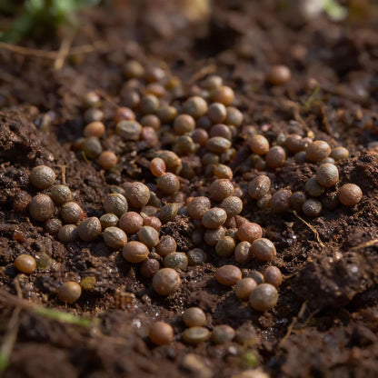 Red Kale Vegetable Seeds for Garden Planting