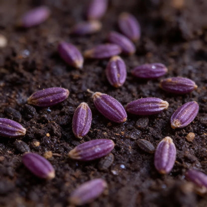 Cosmic Purple Carrot Seeds Purple Carrot for Home Garden