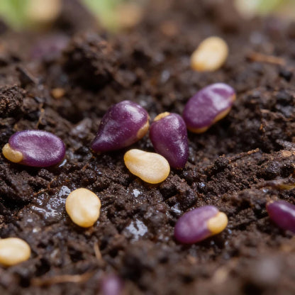 Pepper Pink Biquinho Seeds for Home Gardening