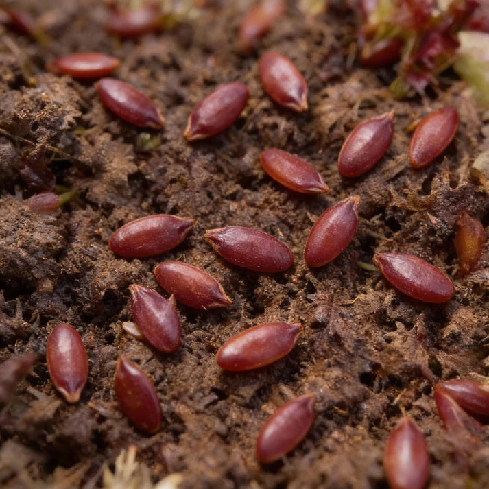 Red Ruble Kale Seeds for Garden Planting
