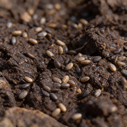 Regiment Spinach Seeds for Home Garden