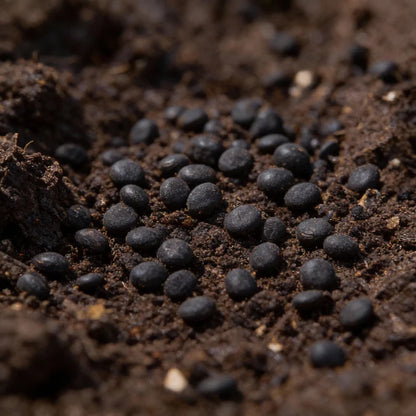 Marvel F1 Broccoli Hybrid Seeds for Home Garden