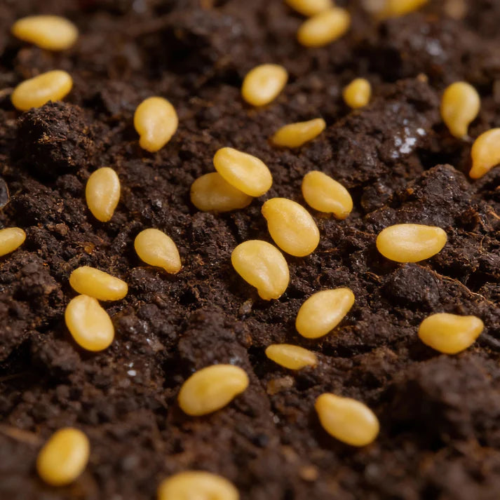 Chilli Hungarian Yellow Wax Hot Seeds for Home Garden