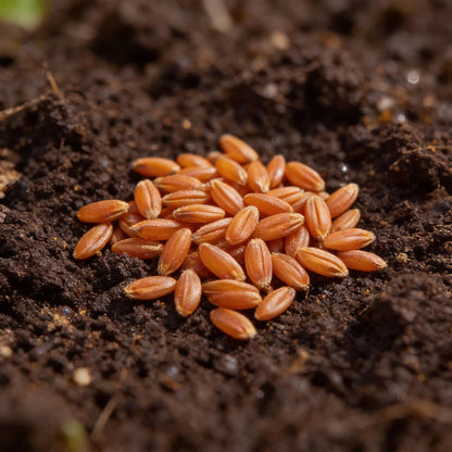 Adelaide Carrot Seeds Early Baby Carrot Home Garden Variety