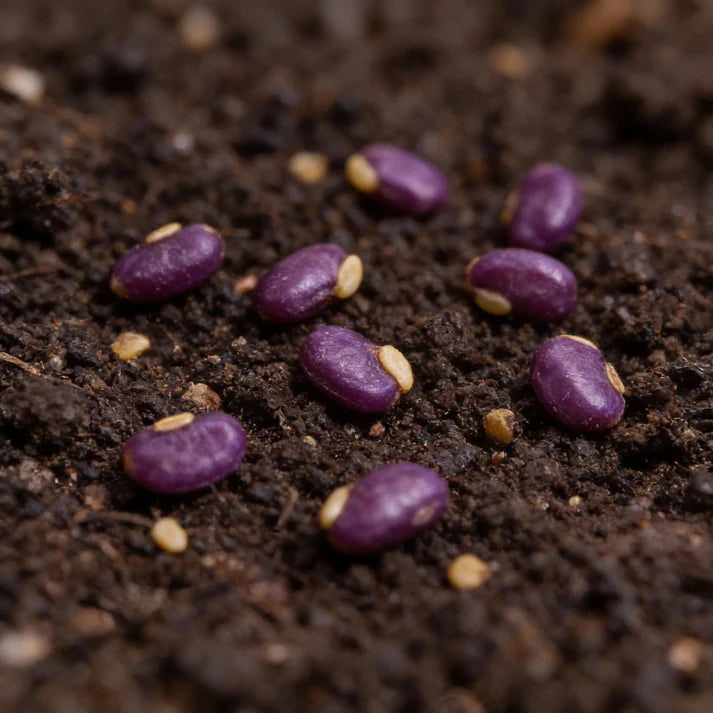 Pepper Jalapeño Purple Tiger Seeds for Home Gardening