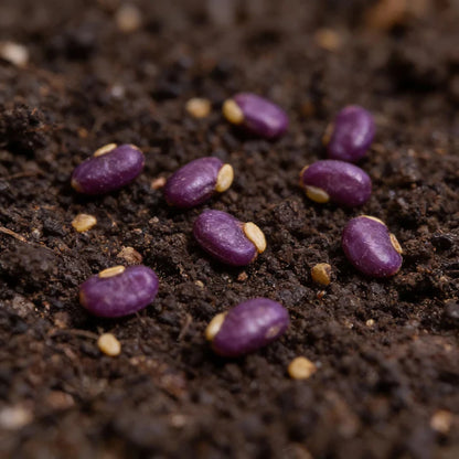 Pepper Jalapeño Purple Tiger Seeds for Home Gardening