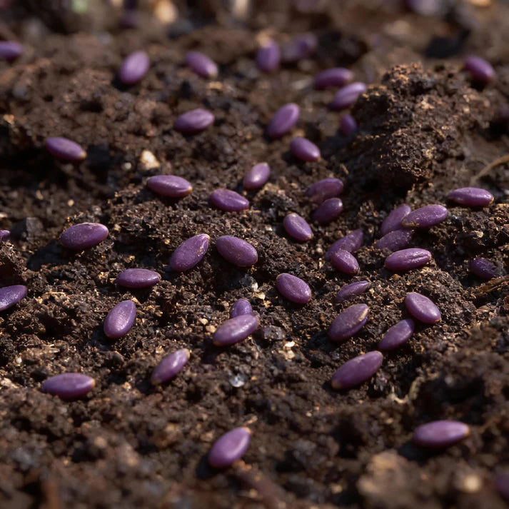Redbor Kale Seeds for Home Gardens