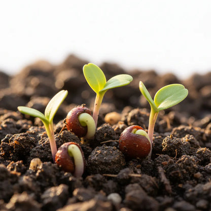 Beetroot Boltardy Vegetable Seeds for Planting