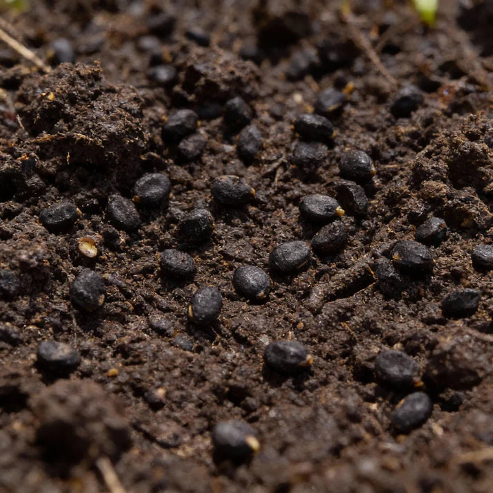 Chilli Gusto Purple Seeds for Garden Planting