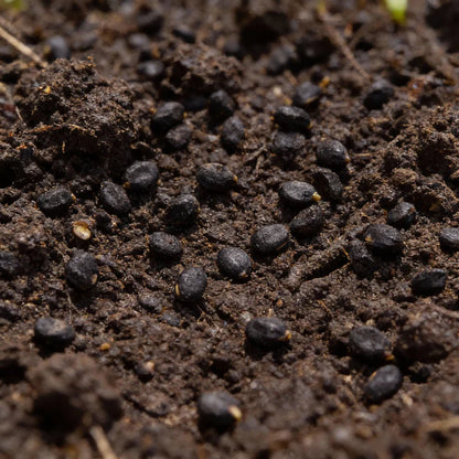 Chilli Gusto Purple Seeds for Garden Planting