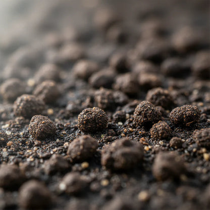 Chicory Cicoria de Chioggia Seeds