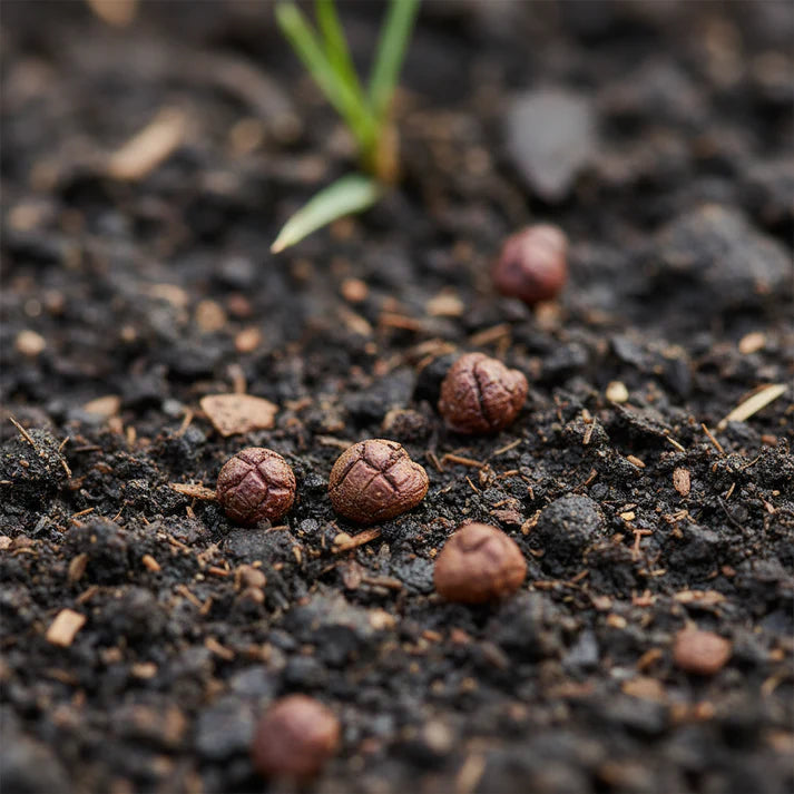 Beetroot Crimson Globe Seeds for Home Garden Growing
