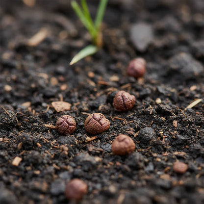 Beetroot Crimson Globe Seeds for Home Garden Growing